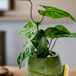 Artificial Flower Concrete Home Decor - Eccentric Scents 